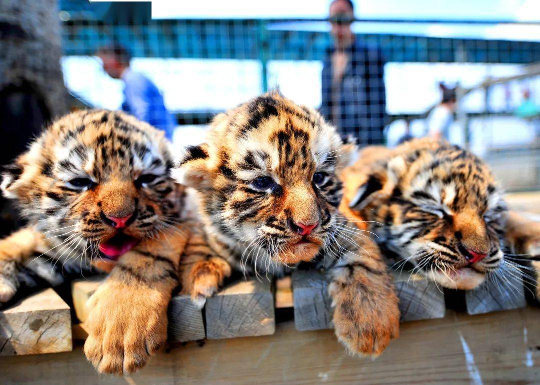 关于沈阳东北虎取得平局，展现韧性与拼搏精神的信息