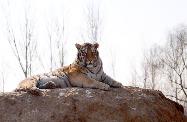 关于沈阳东北虎取得平局,展现韧性与拼搏精神的信息 关于沈阳东北虎取得平局,展现韧性与拼搏精神的信息